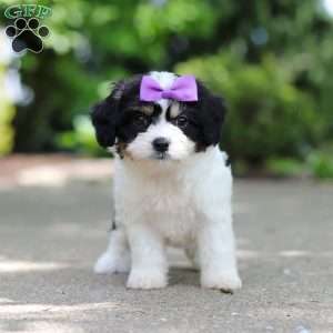 Darla, Cavachon Puppy